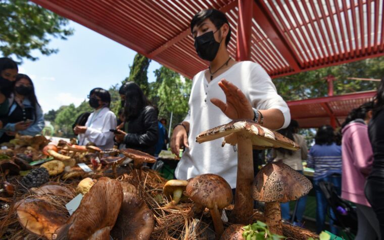Festival del Hongo 2026 confirma fecha, sede e ingressos grátis