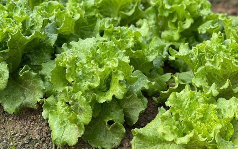 Vegetales de Guanajuato tiveram falso positivo, esclarece EU